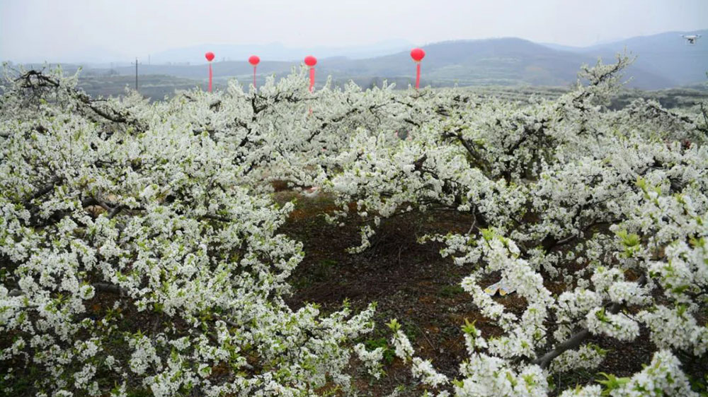 第十一屆西峽李花節(jié)李花.jpg