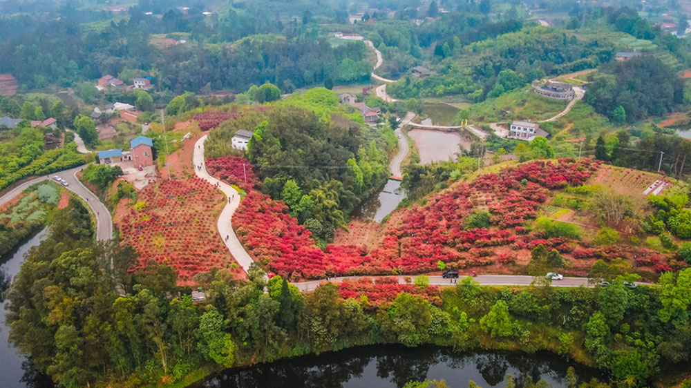 四川：自貢市貢井區(qū)首屆紅葉文化旅游活動(dòng)將于23日舉辦，五大系列推動(dòng)文旅產(chǎn)業(yè)發(fā)展！