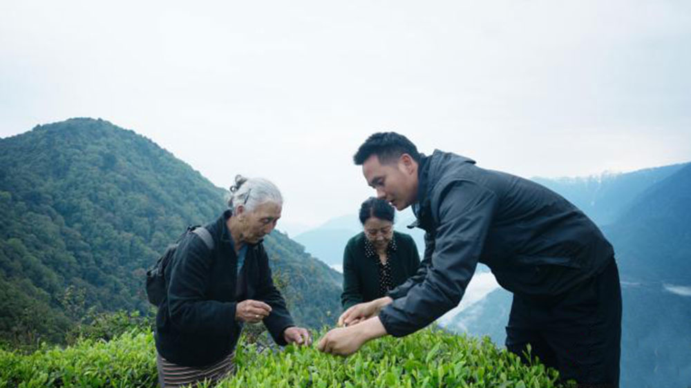 銀發(fā)旅游體驗團采茶體驗.jpg